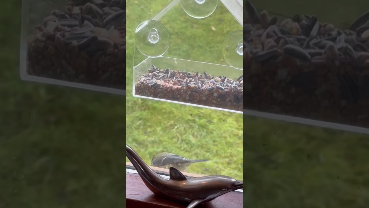 #birdsfeeder#regularvisitor# #birdsfood#birdshouse#