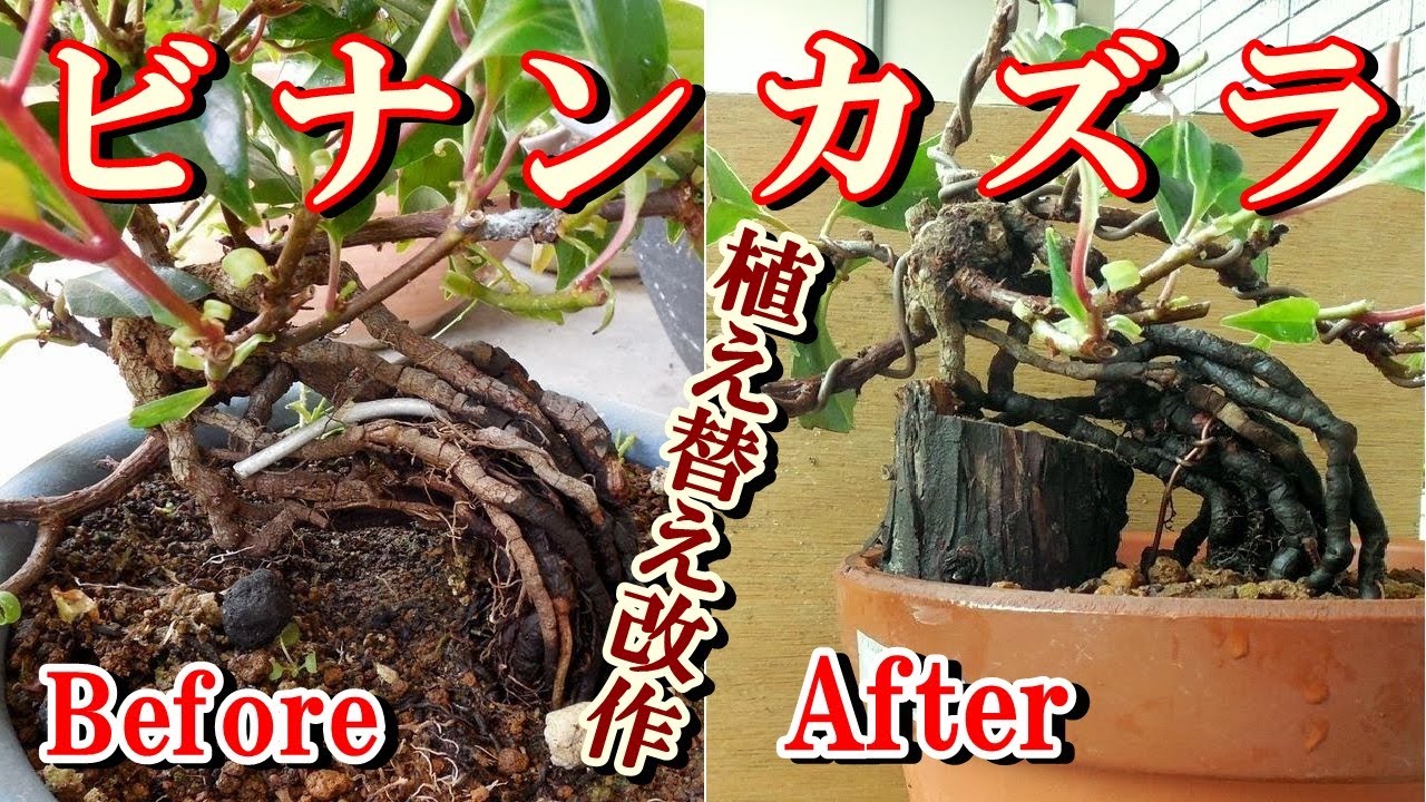 【ミニ盆栽】根上り ビナンカズラ植え替えと改作 Handsome Kazura that lifting the roots, changing the replanted form