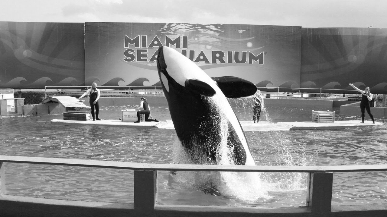 Wade in the Water - Join the Miracle March for Lolita