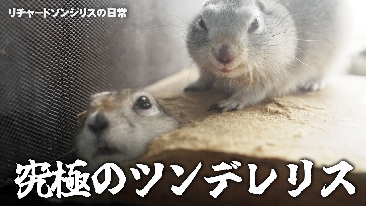 リス部屋長の危機と巣穴の乗っ取り【リチャードソンジリス】