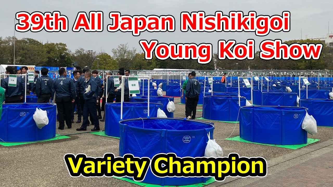 【Variety Champion】Young Koi Show 2023