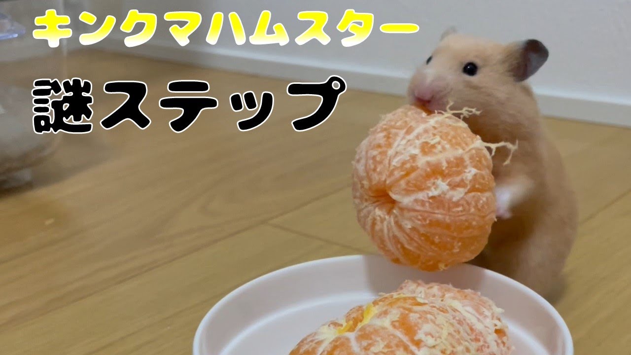 謎ステップを踏むキンクマハムスターがかわいすぎた