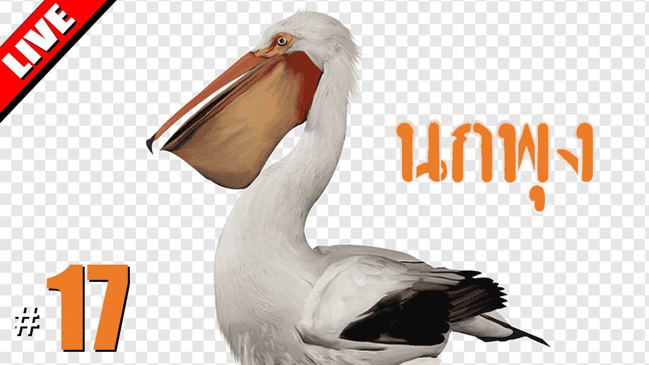 อยากเป็นนกพุง - LIVE - Goose Goose Duck! #17