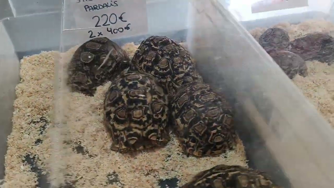 Expoterraria granada parte 2