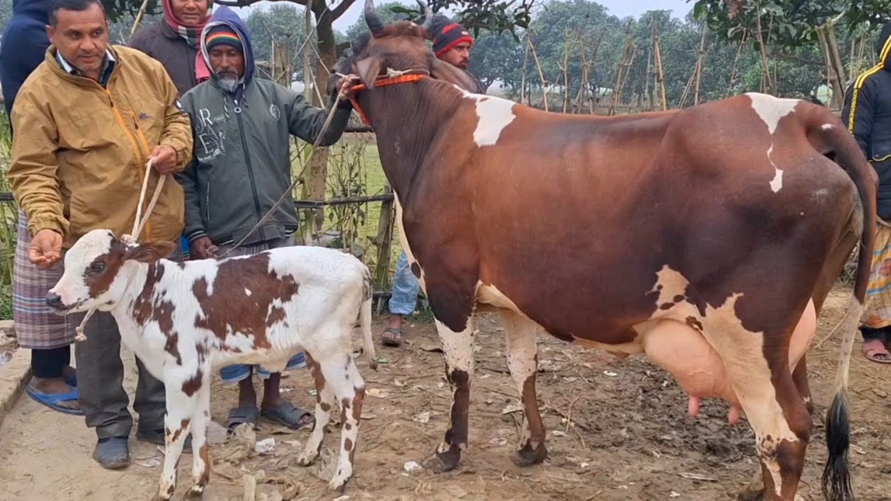 @আজ ৫/১/২৬ | উন্নত জাতের দুধের গাভী ও বাছুর গরুর দাম | রানীগঞ্জ হাট |দিনাজপুর 