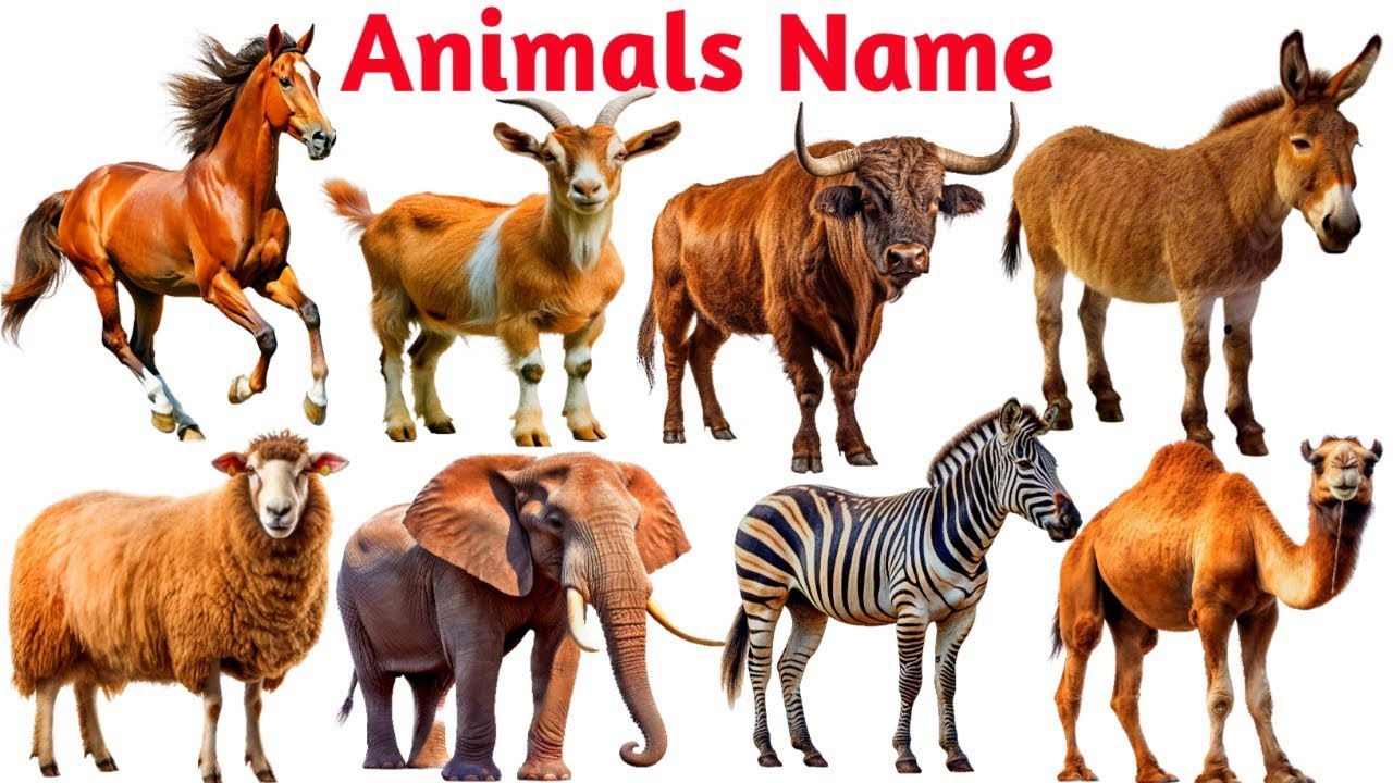 Animal Names for Kids | Learn Animals Name in English | Kids Learning Video