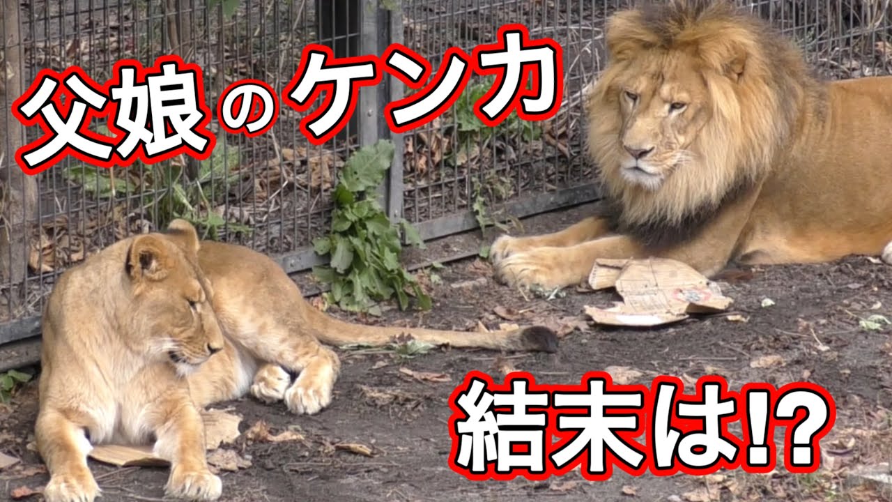 《旭山ライオン＆トラ》お転婆娘が止まらない！メイの喝が⁉︎オリトイオ＆ザリアファミリー/vol701. Rebellious lion girl can't stop.＆Tiger family