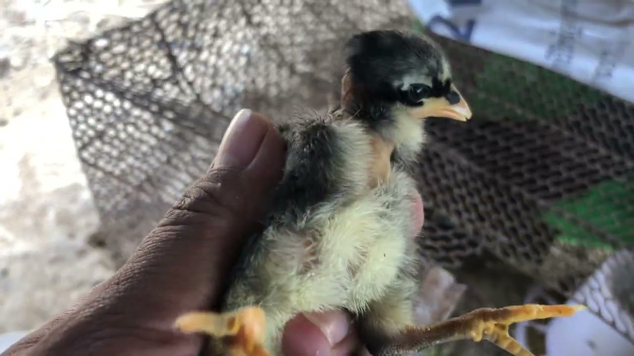 The first day of chicks to living with hen