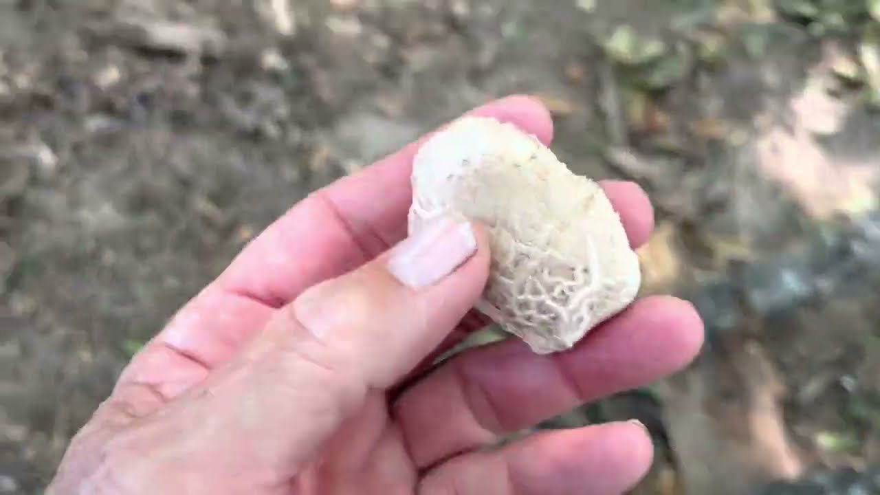 Placing 1000 fruiting mushroom logs into their new home.