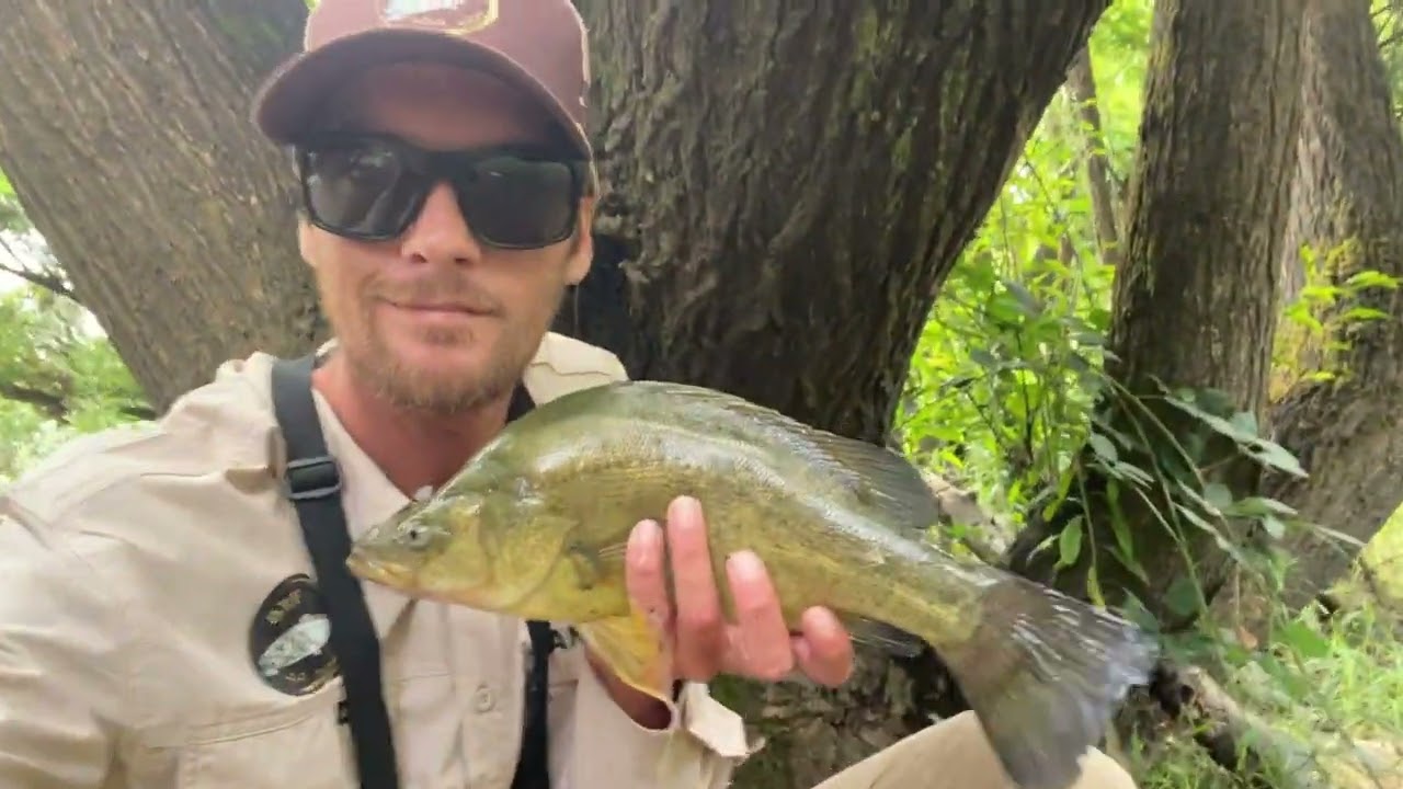 Latrobe River Bass session with a surprise catch, all fish caught on lures!