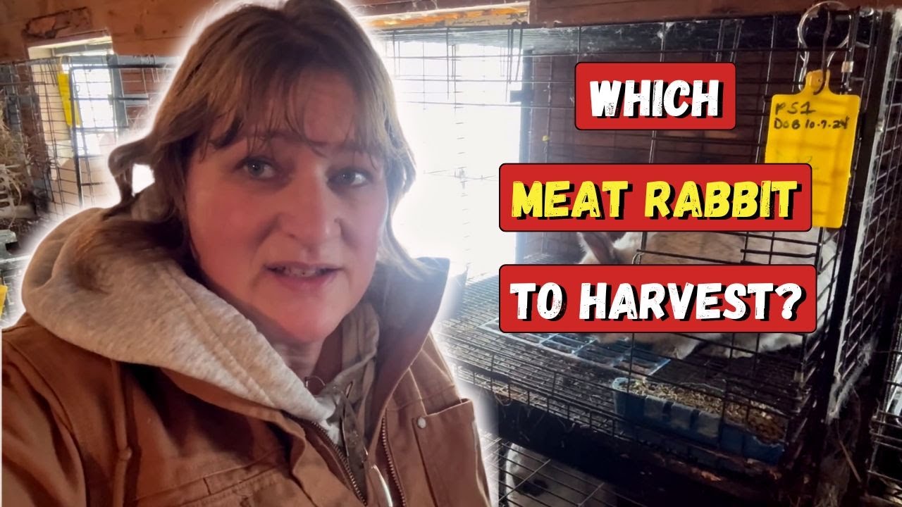 How Do I Decide Which Meat Rabbits are Harvested for Food?