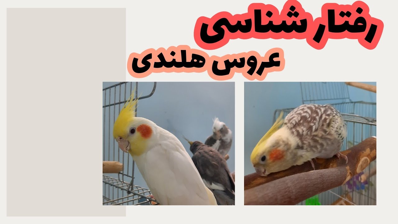 رفتار شناسی عروس هلندی: با این ویدئو با زبان بدن پرنده ات آشنا میشی