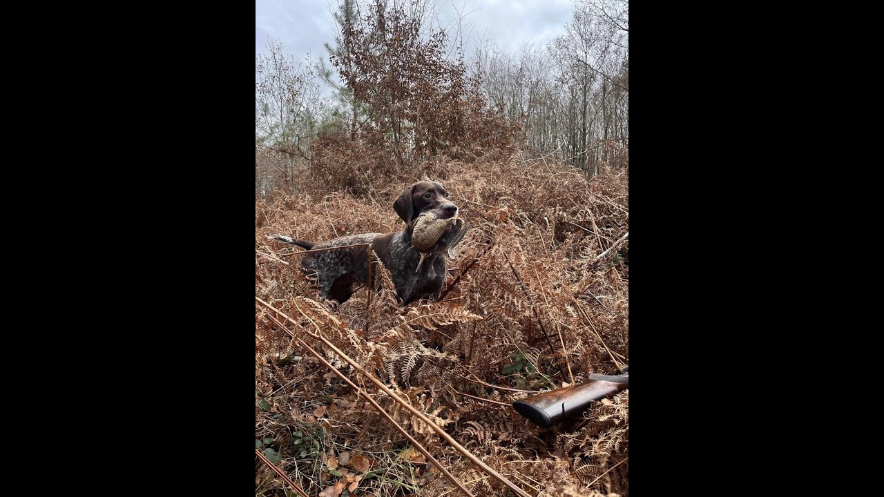 Chasse à la bécasse en ECOSSE