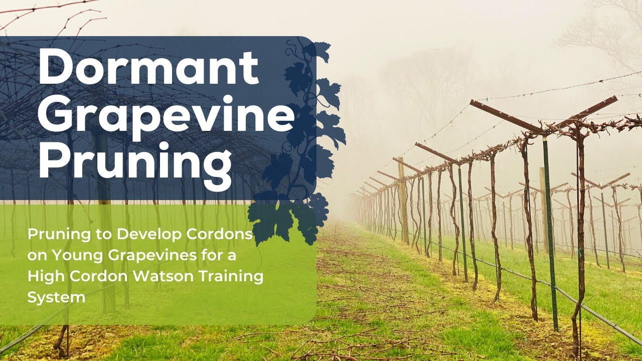 Pruning to Develop Cordons on Young Grapevines for a High Cordon Watson Training System