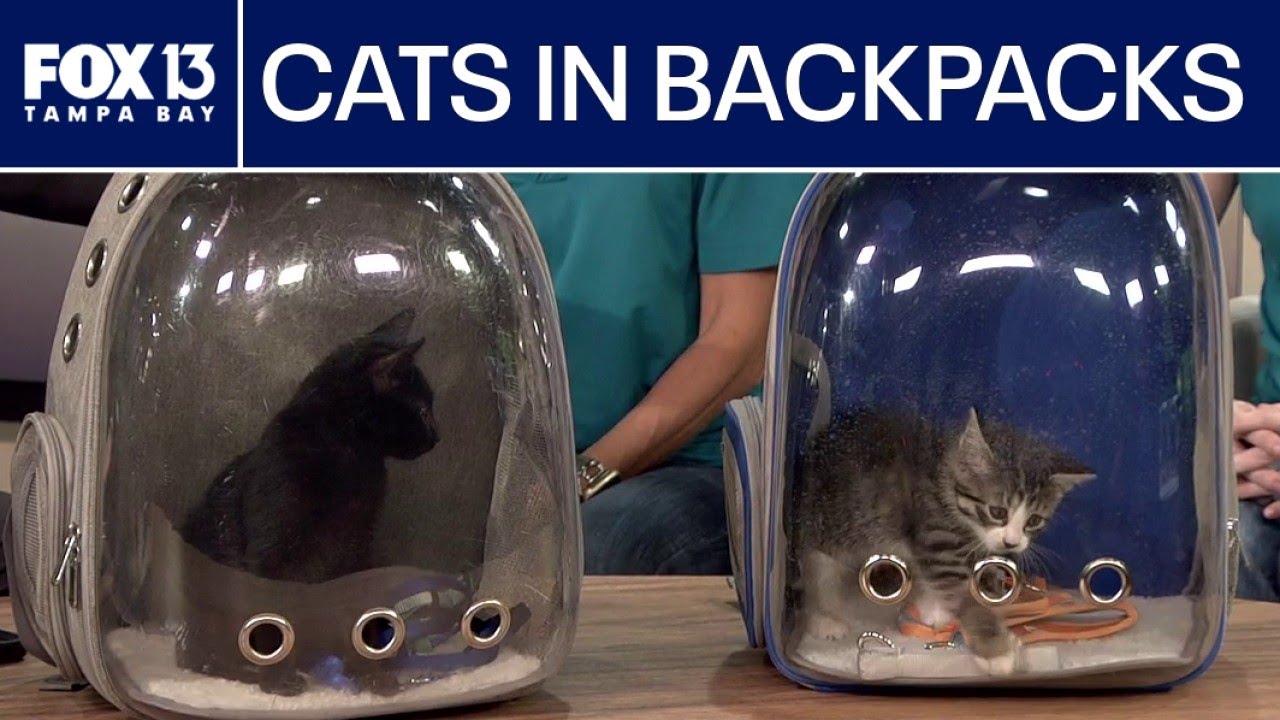 Cats in Florida shelter go on backpacking field trips