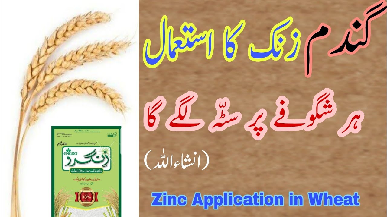 Zinc Application in Wheat Crop | How to use Zinc in Wheat Field | Zinc use in Wheat Crop