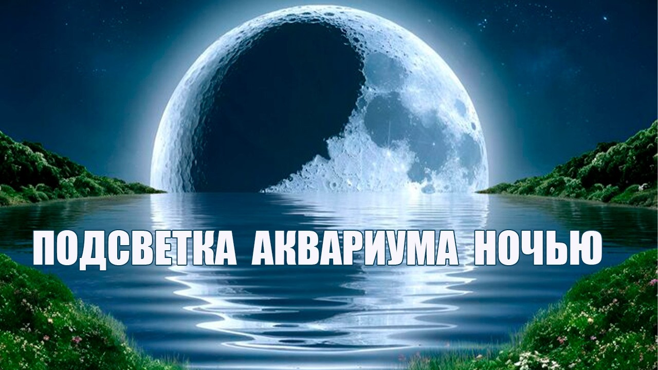 Подсветка аквариума ночью
