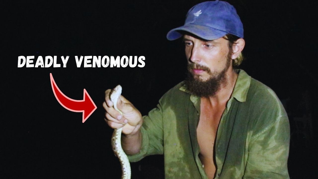 Jungle Comes Alive at Night!