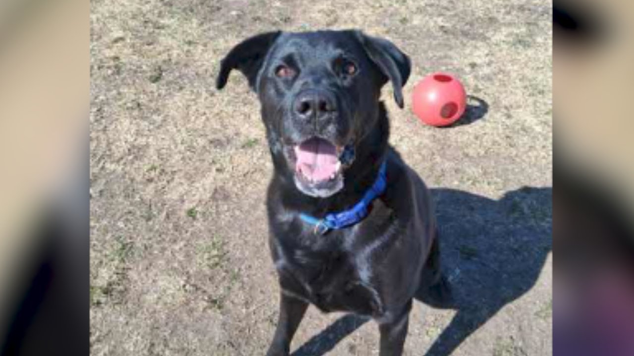 Аполлон — питомец недели от PHS.