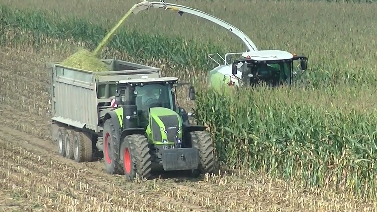 Sklizeň Kukuřice 2024 s Claas Jaguar 950,2x Tatra 815 a Claas Axion 920 a 960
