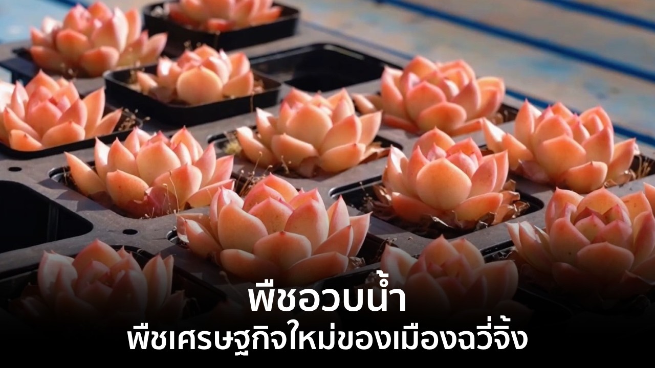 ยูนนาน สะพานเชื่อมสัมพันธ์ไทย-จีน : พืชอวบน้ำ พืชเศรษฐกิจใหม่ของเมืองฉวี่จิ้ง