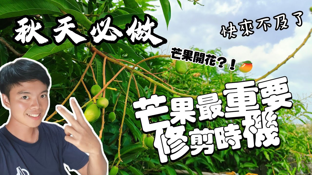 必看 芒果施肥 修剪教學 | 秋天最重要的芒果修剪時機 明年保證收成 | 芒果果苗照顧修剪方式