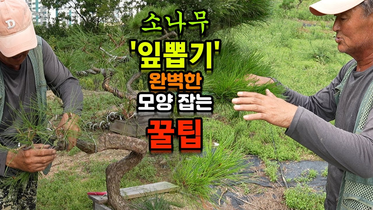 철사 걸기 전 필수! 소나무 '잎뽑기'로 완벽한 모양 잡는 꿀팁🌲