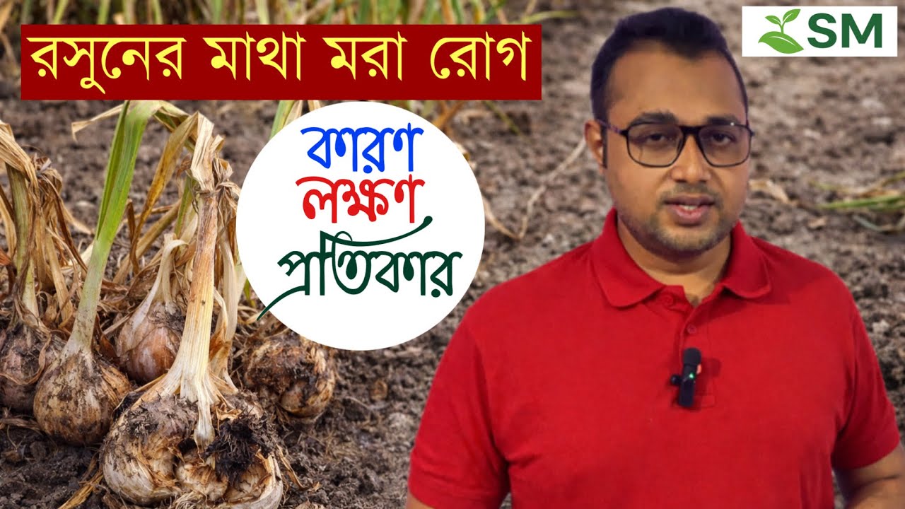 রসুনের মাথা মরা রোগ | কারণ, লক্ষণ ও কার্যকর প্রতিকার | Garlic Disease Solution ||