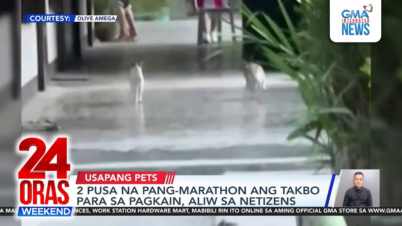 Karera ng mga pusa | Tambayan ng pusa | Aso nagsusumamo | Pets sa Pit Señor | 24 Oras Weekend