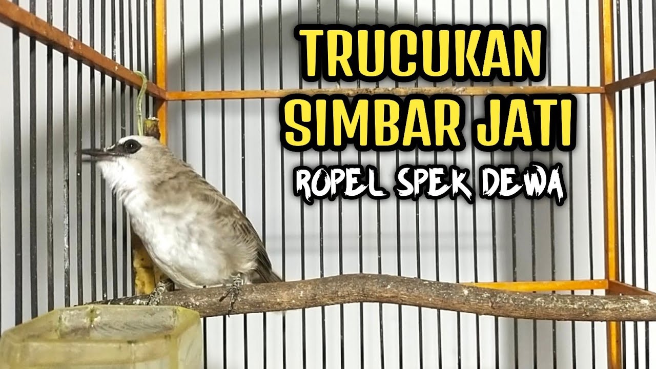 TRUCUKAN SIMBAR JATI‼️ROPEL SUPER PANJANG