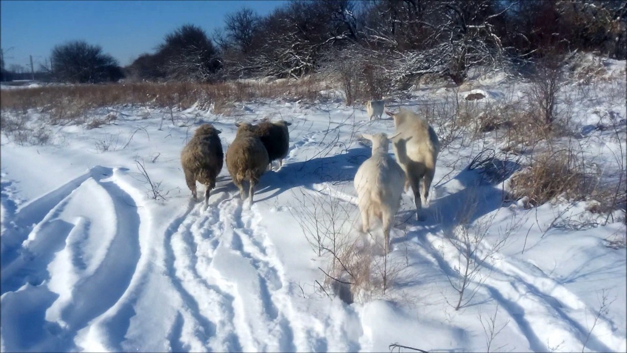 Тебенёвка.  Выпас скота зимой.