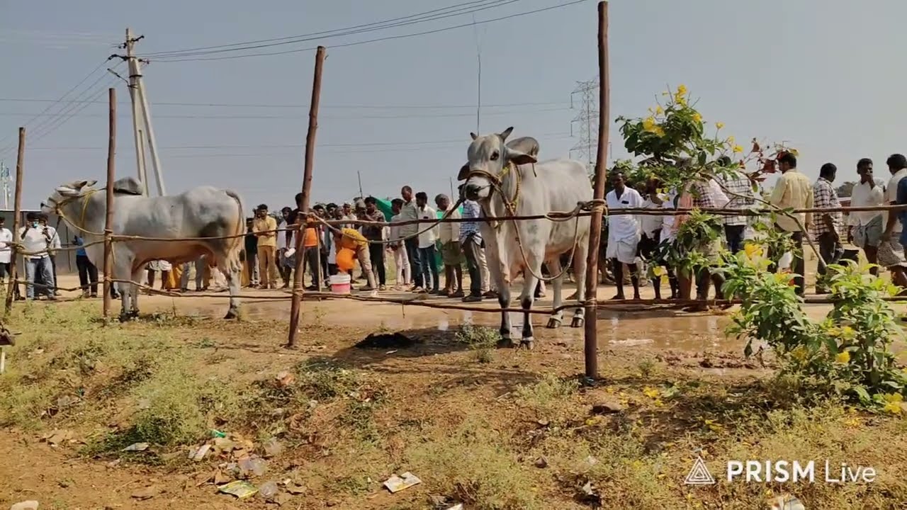 యర్రగొండపాలెం గ్రామం||సీనియర్స్ విభాగం RK BULLS 💥నరసింహ & లయన్💥14-1-2026💥