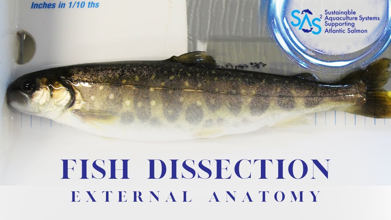 Fish Health Dissection Overview Part 1: External Anatomy