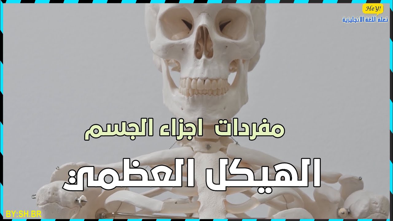 الهيكل العظمي مفردات أسماء أجزاء الجسم - تعلم اللغة الإنجليزية