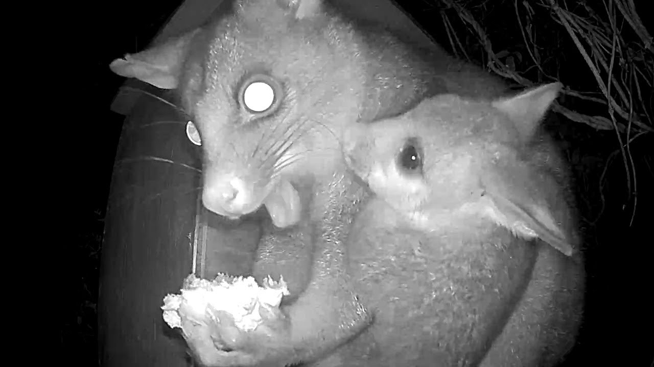 Baby Possum's Secret Night-time Adventures McDonalds Fries Nothing Can Resist Them!