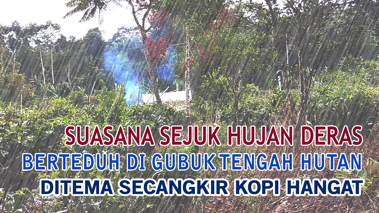 Suasana sejuk dan asri saat hujan deras di temani secangkir kopi di gubuk tengah hutan