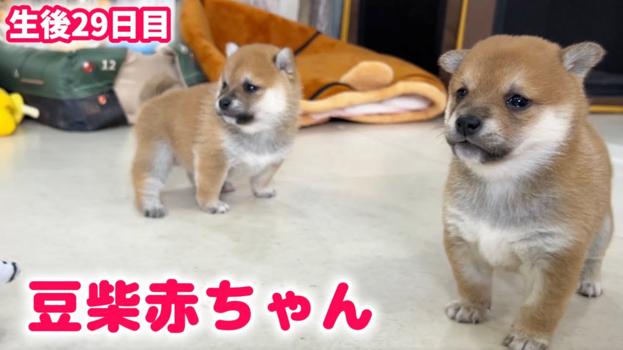 【豆柴犬】激かわ赤ちゃんの動きと鳴き声が可愛すぎて超癒しです！【子犬と癒し】まめしば亭ブログvlog