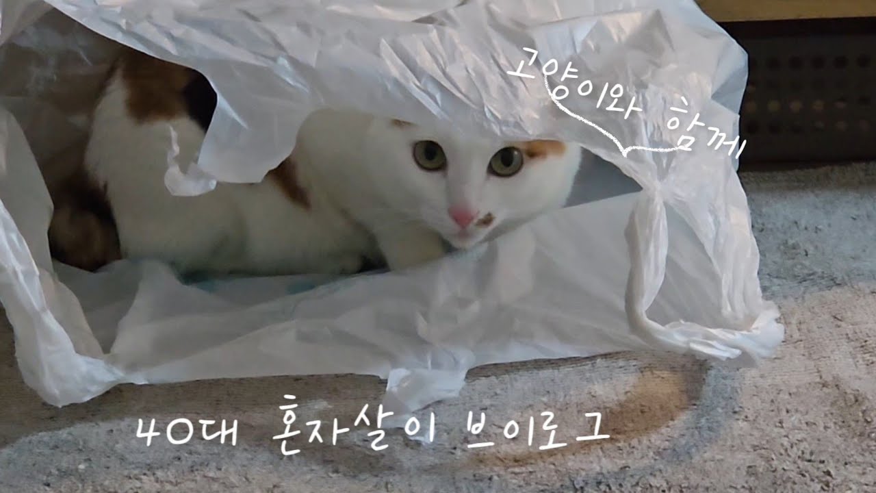 고양이와 사는 1인가구 브이로그, 1월4주 일상