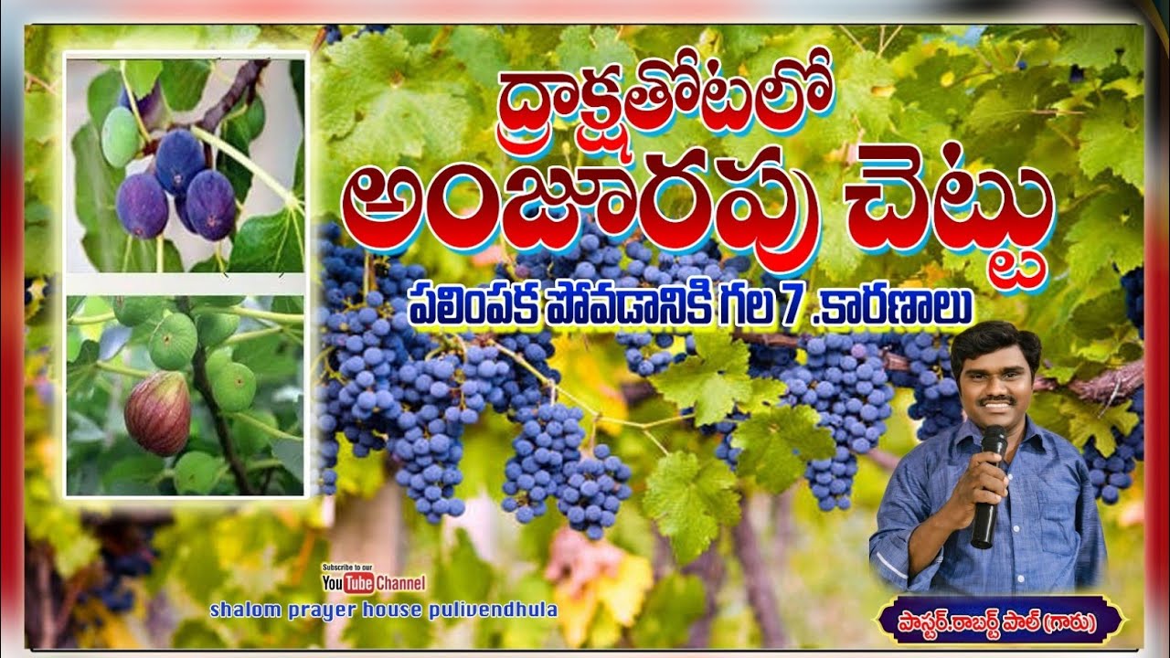 ద్రాక్ష తోటలో ఒక అంజూరపు చెట్టు పలింపక పోవడానికి ఏడు కారణాలు?#telugu #youtube #telugubible