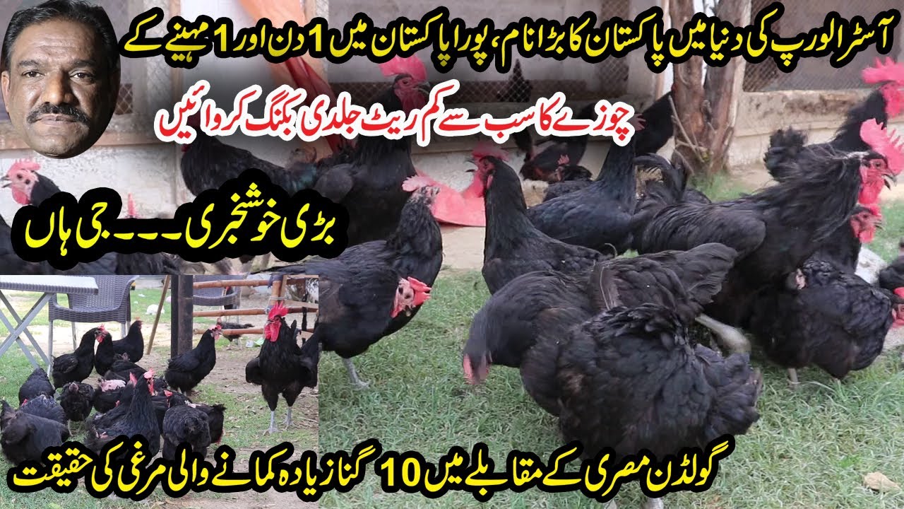 Australorp Chicks Lowest Rate in Pakistan | How Much We Can Earn From Austrlorp Hen Farming
