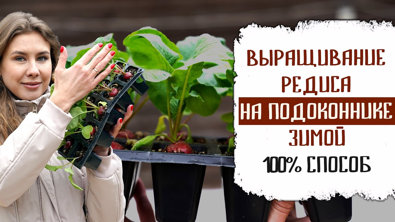 ВЫРАЩИВАНИЕ РЕДИСА НА ПОДОКОННИКЕ ЗИМОЙ 100% СПОСОБ