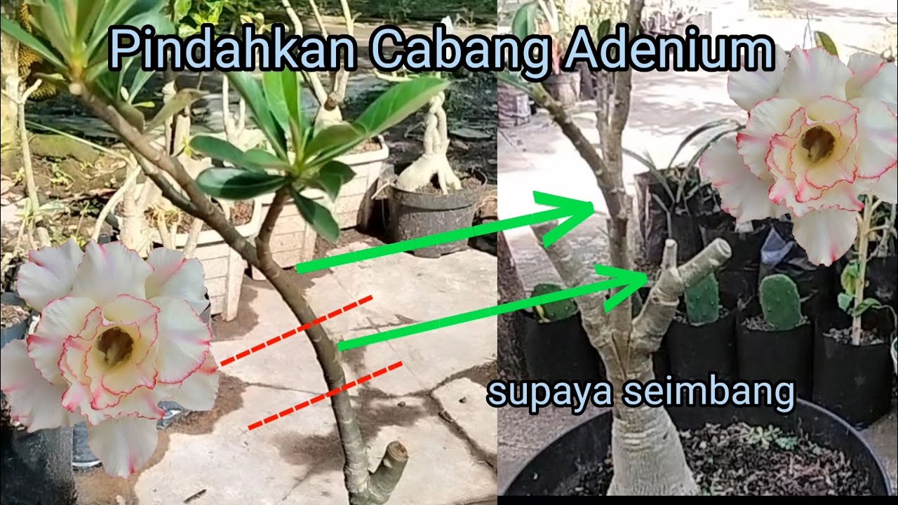 Grafting Adenium: Pindah Cabang Adenium Supaya Seimbang. Adenium Grafting Moving Branch.