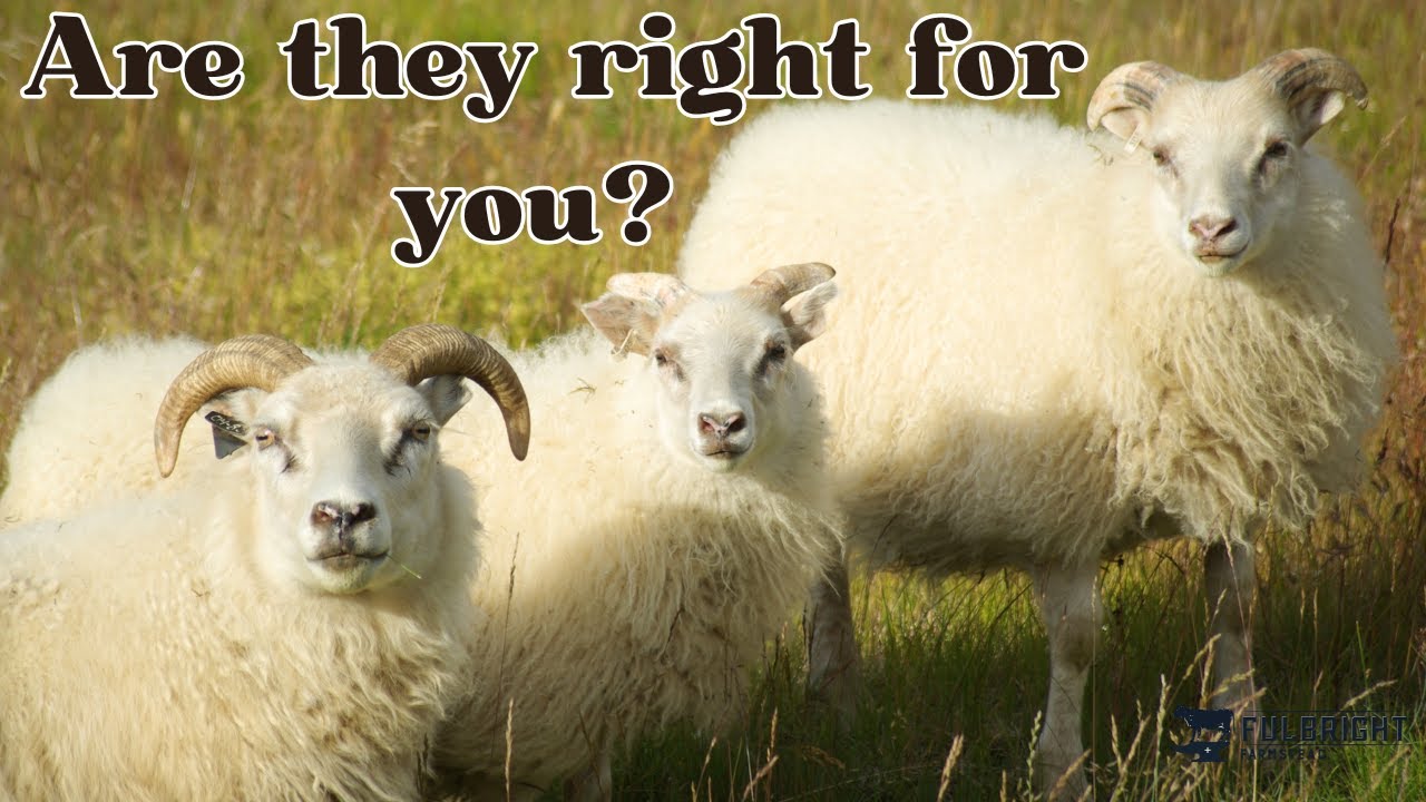7 Things to consider before getting Icelandic Sheep