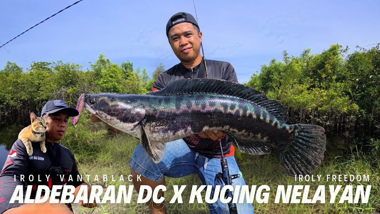 Shimano Aldebaran DC 31HG x Iroly VS Toman Goblin Air Merah ‼️
