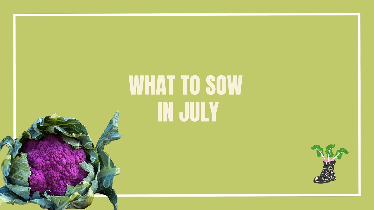 What To Sow In July In The Veg Garden