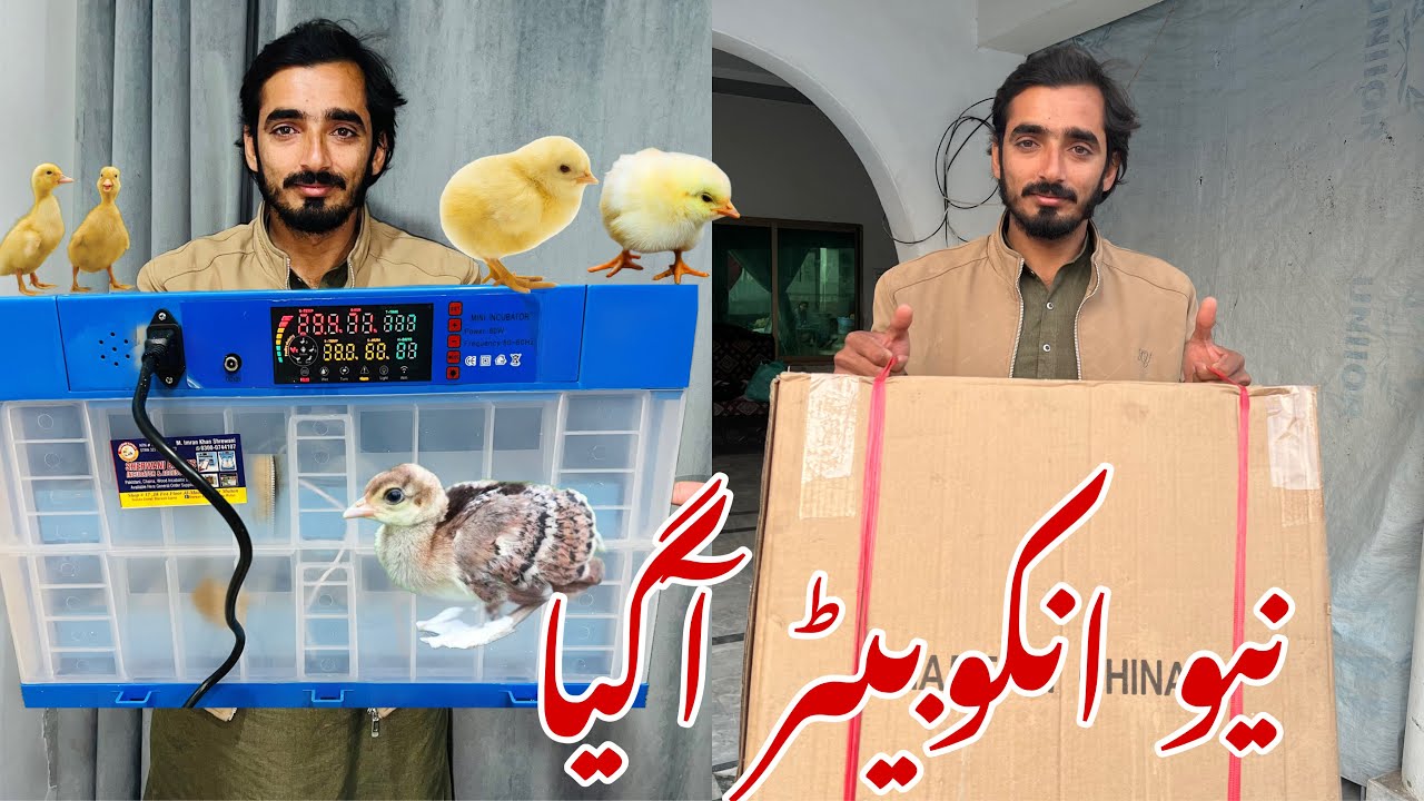 Incubator Ly Liya | 128 Eggs Wala Incubator | Intelijent Incubator | ​⁠