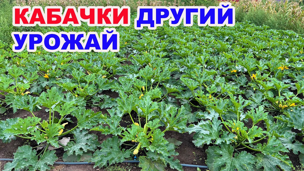 Насадили кабачків , а результат є ???