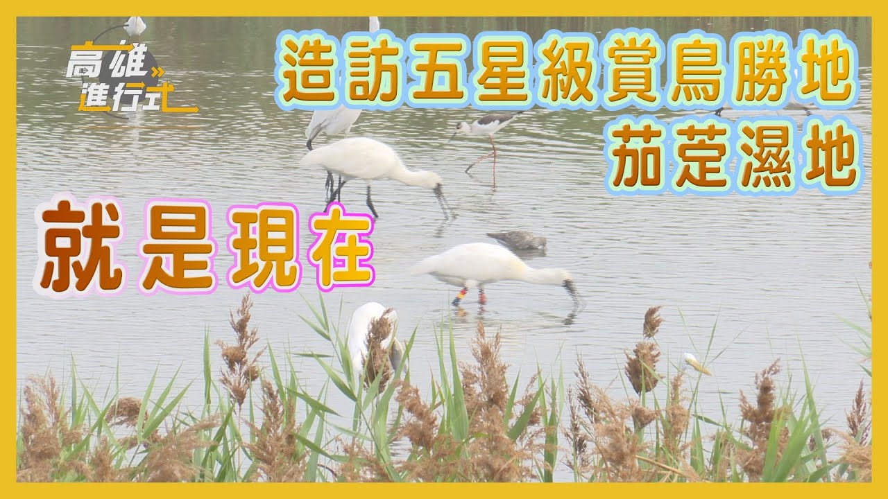 就是現在 造訪五星級賞鳥勝地茄萣濕地 ◆高雄進行式2024