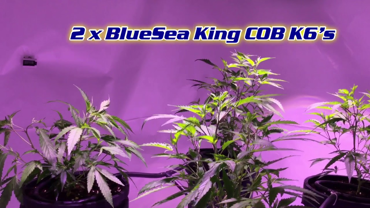 LED Grow with BlueSea King COBs K6&rsquo;s and Reiziger 2 weeks from clone.