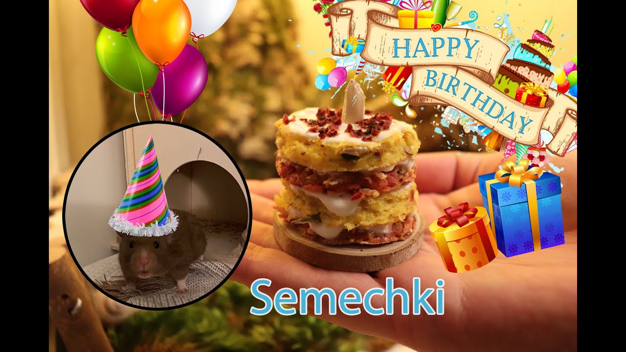 Hamster Semechkis 1st birthday party